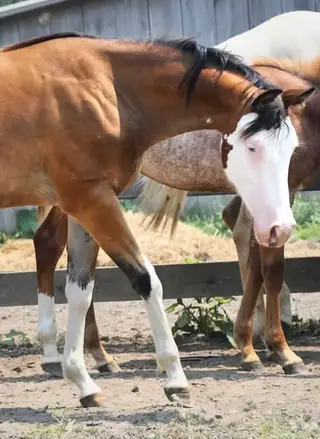 Zero Spooks Given (Stella), 1 Year Old Bay Quarter Horse Filly for Sale, photo 2 of 5