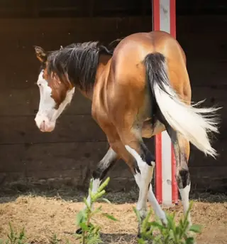 Zero Spooks Given (Stella), 1 Year Old Bay Quarter Horse Filly for Sale, photo 3 of 5