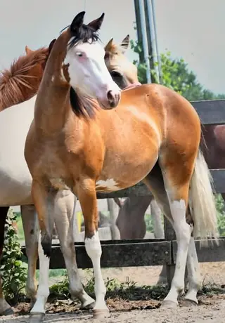 Zero Spooks Given (Stella), 1 Year Old Bay Quarter Horse Filly for Sale, photo 4 of 5