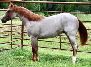 Cas Sann Ova, 1 Year Old Red Roan Quarter Horse Colt for Sale in King City, MO