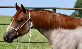 Cas Sann Ova, 1 Year Old Red Roan Quarter Horse Colt for Sale in King City, MO, photo 2 of 5