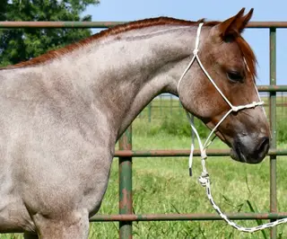 Cas Sann Ova, 1 Year Old Red Roan Quarter Horse Colt for Sale in King City, MO, photo 3 of 5
