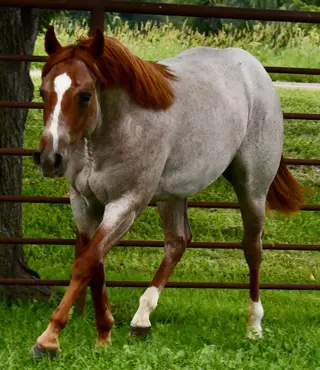 Cas Sann Ova, 1 Year Old Red Roan Quarter Horse Colt for Sale in King City, MO, photo 4 of 5