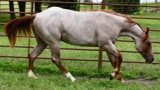 Cas Sann Ova, 1 Year Old Red Roan Quarter Horse Colt for Sale in King City, MO, photo 5 of 5