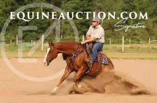 Carmello, 5 Year Old Sorrel Quarter Horse Gelding for Sale in River Falls, WI