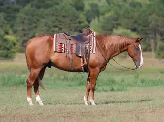 Carmello, 5 Year Old Sorrel Quarter Horse Gelding for Sale in River Falls, WI, photo 3 of 5