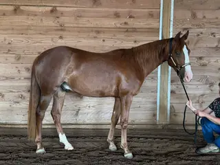 Gelding by Smooth As A Cat, 2 Year Old Sorrel Quarter Horse Gelding for Sale in Philomath, OR
