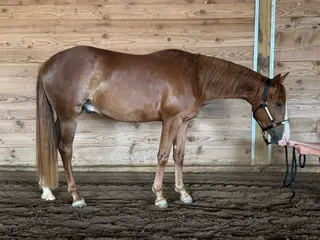 Gelding by Smooth As A Cat, 2 Year Old Sorrel Quarter Horse Gelding for Sale in Philomath, OR, photo 2 of 5