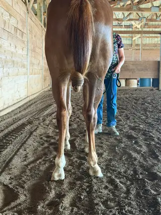 Gelding by Smooth As A Cat, 2 Year Old Sorrel Quarter Horse Gelding for Sale in Philomath, OR, photo 3 of 5