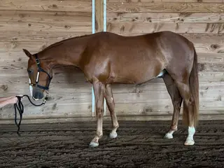 Gelding by Smooth As A Cat, 2 Year Old Sorrel Quarter Horse Gelding for Sale in Philomath, OR, photo 4 of 5