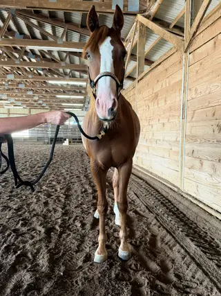 Gelding by Smooth As A Cat, 2 Year Old Sorrel Quarter Horse Gelding for Sale in Philomath, OR, photo 5 of 5