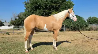 Electric Snow Gun, 3 Year Old Palomino Quarter Horse Stallion for Sale in Walla Walla, WA