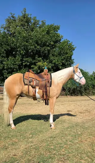 Electric Snow Gun, 3 Year Old Palomino Quarter Horse Stallion for Sale in Walla Walla, WA, photo 3 of 5