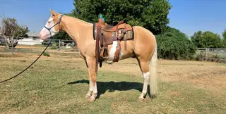 Electric Snow Gun, 3 Year Old Palomino Quarter Horse Stallion for Sale in Walla Walla, WA, photo 4 of 5