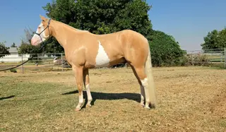 Electric Snow Gun, 3 Year Old Palomino Quarter Horse Stallion for Sale in Walla Walla, WA, photo 5 of 5