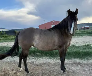Lenas Dash of Silver, 6 Year Old Grulla Quarter Horse Mare for Sale in CO, photo 6 of 8