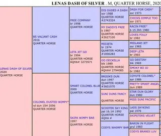 Lenas Dash of Silver, 6 Year Old Grulla Quarter Horse Mare for Sale in CO, photo 7 of 8