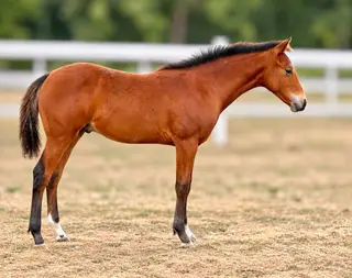 Colt by Best Shine, 1 Year Old Bay Quarter Horse Colt for Sale in WA