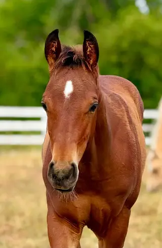 Colt by Best Shine, 1 Year Old Bay Quarter Horse Colt for Sale in WA, photo 2 of 3