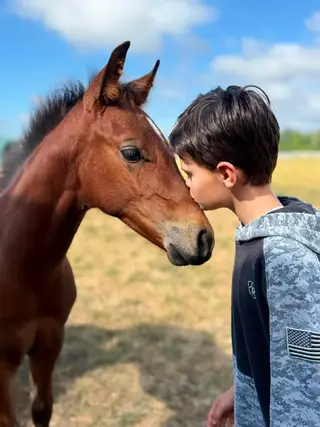 Colt by Best Shine, 1 Year Old Bay Quarter Horse Colt for Sale in WA, photo 3 of 3