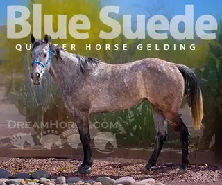 Blue Suede