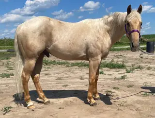 Cool Cruizin Cowboy (Cheddar), 2 Year Old Palomino Quarter Horse Gelding for Sale in Chatfield, MN