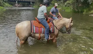 Cool Cruizin Cowboy (Cheddar), 2 Year Old Palomino Quarter Horse Gelding for Sale in Chatfield, MN, photo 2 of 5