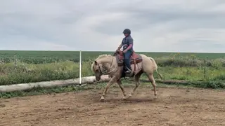 Cool Cruizin Cowboy (Cheddar), 2 Year Old Palomino Quarter Horse Gelding for Sale in Chatfield, MN, photo 3 of 5