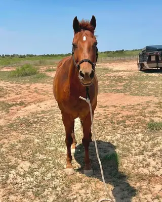 Sorrel Draft Cross Gelding