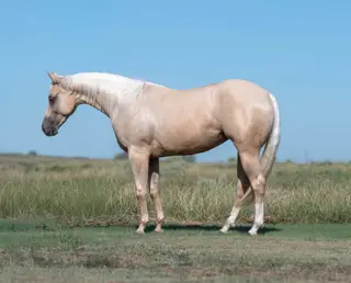 Pretty Tin Gun, 2 Year Old Palomino Quarter Horse Mare for Sale in Syracuse, KS, photo 2 of 4