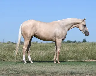 Pretty Tin Gun, 2 Year Old Palomino Quarter Horse Mare for Sale in Syracuse, KS, photo 3 of 4