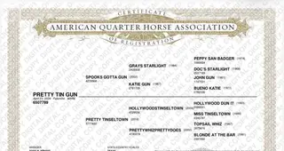 Pretty Tin Gun, 2 Year Old Palomino Quarter Horse Mare for Sale in Syracuse, KS, photo 4 of 4
