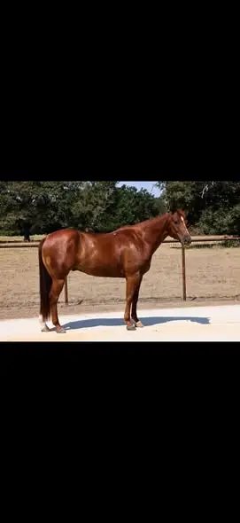 Squirrel, 5 Year Old Sorrel Quarter Horse Gelding for Sale in Midway, TX, photo 2 of 4