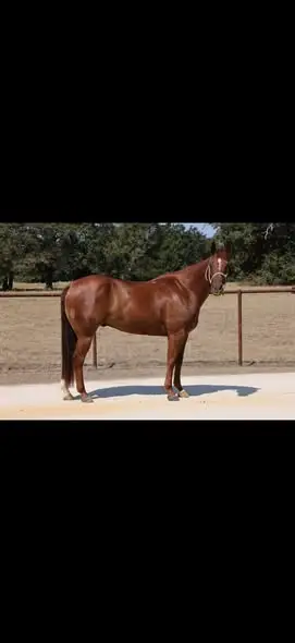 Squirrel, 5 Year Old Sorrel Quarter Horse Gelding for Sale in Midway, TX, photo 3 of 4