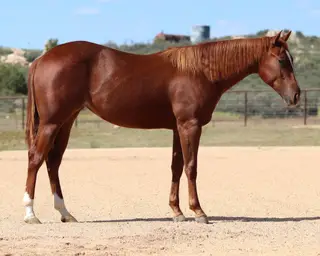 Prettylilstevie, 1 Year Old Sorrel Quarter Horse Filly for Sale in Dewey, AZ