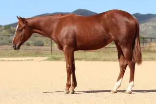 Prettylilstevie, 1 Year Old Sorrel Quarter Horse Filly for Sale in Dewey, AZ, photo 2 of 3