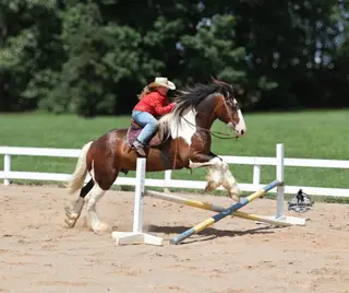 Chantz, 6 Year Old Draft Horse Cross Gelding for Sale in Gladstone, NJ