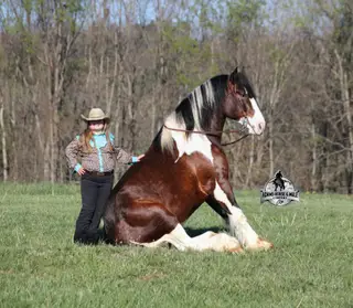 Chantz, 6 Year Old Bay Draft Horse Cross Gelding for Sale in Gladstone, NJ, photo 2 of 4