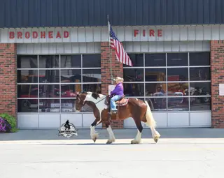 Chantz, 6 Year Old Bay Draft Horse Cross Gelding for Sale in Gladstone, NJ, photo 3 of 4