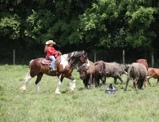 Chantz, 6 Year Old Bay Draft Horse Cross Gelding for Sale in Gladstone, NJ, photo 4 of 4