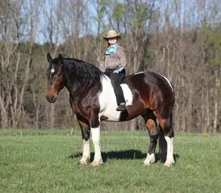 Cherokee, 6 Year Old Bay Quarter Horse Gelding for Sale in Mt. Vernon, KY