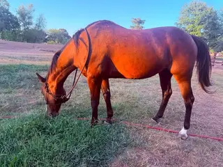 Thelma, 16 Year Old Bay Mare for Sale in Athens, TX