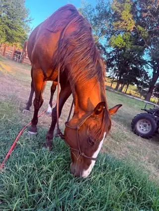 Thelma, 16 Year Old Bay Mare for Sale in Athens, TX, photo 2 of 3