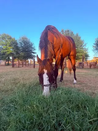 Thelma, 16 Year Old Bay Mare for Sale in Athens, TX, photo 3 of 3