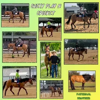 Chexy Play N Cricket, 7 Year Old Dun Quarter Horse Mare for Sale in Hebron, IN