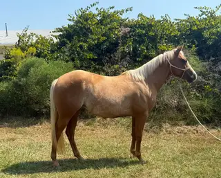 Can't Kick Me I'm Tuf (Honey), 2 Year Old Palomino Quarter Horse Filly for Sale in Starkville, MS