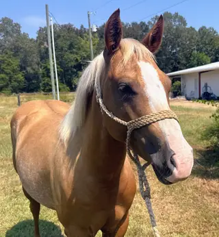 Can't Kick Me I'm Tuf (Honey), 2 Year Old Palomino Quarter Horse Filly for Sale in Starkville, MS, photo 2 of 5