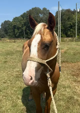 Can't Kick Me I'm Tuf (Honey), 2 Year Old Palomino Quarter Horse Filly for Sale in Starkville, MS, photo 3 of 5