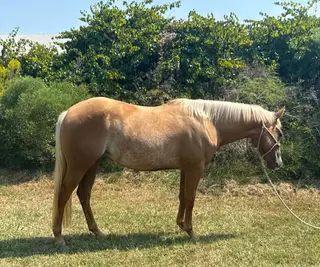 Can't Kick Me I'm Tuf (Honey), 2 Year Old Palomino Quarter Horse Filly for Sale in Starkville, MS, photo 4 of 5