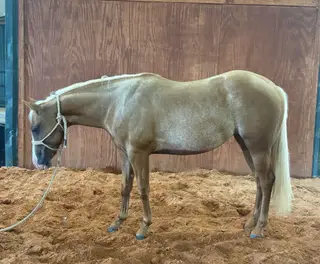 Can't Kick Me I'm Tuf (Honey), 2 Year Old Palomino Quarter Horse Filly for Sale in Starkville, MS, photo 5 of 5